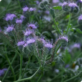 Bee's Friend Flower Seeds