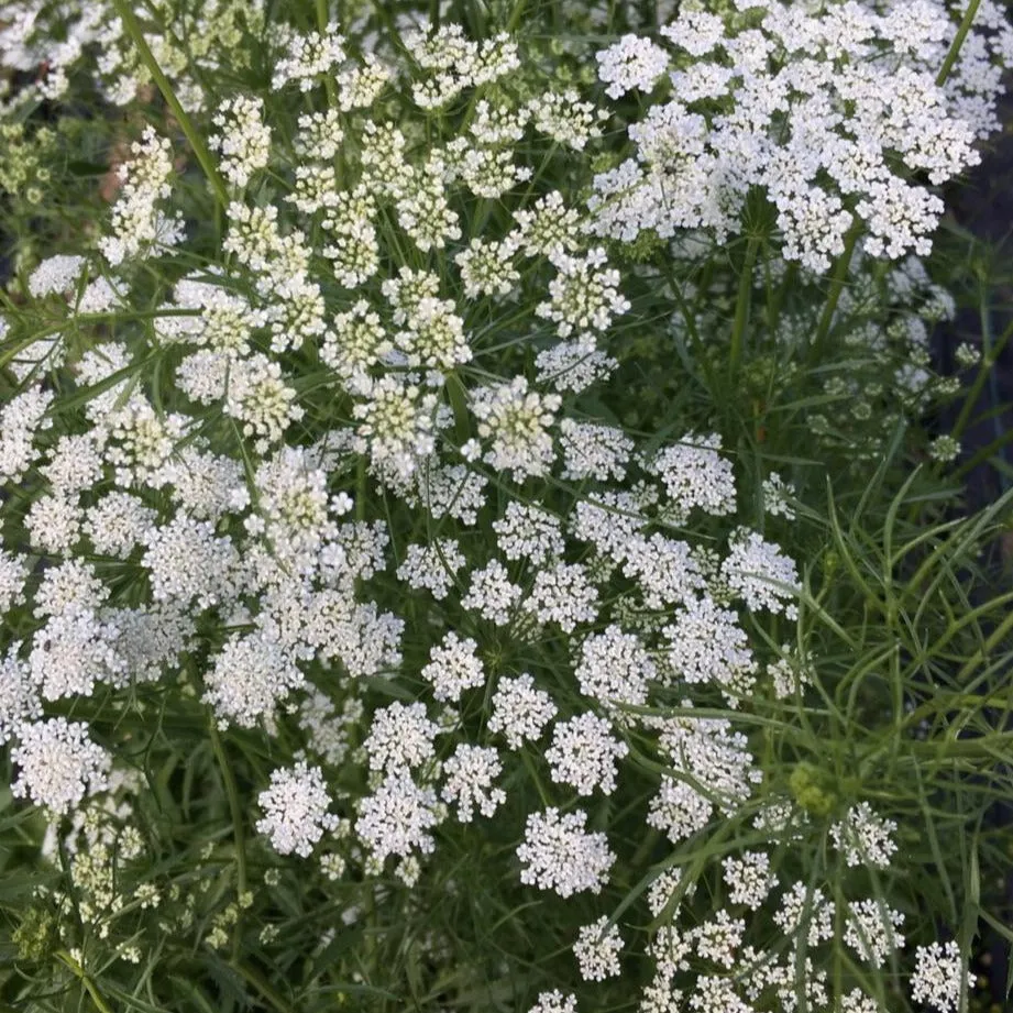 False Queen Anne's Lace Seeds